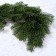 Decor "Branch of fragrant spruce"