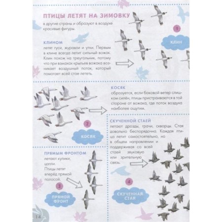 Birds-2