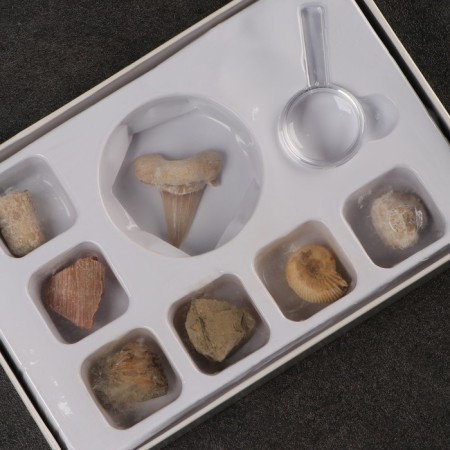 Ammonite set-1