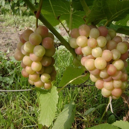 Grape seeder "Palanga", tube, spring 2025