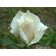 Pascal Rosa seedling, spring 2024, 1 pc.