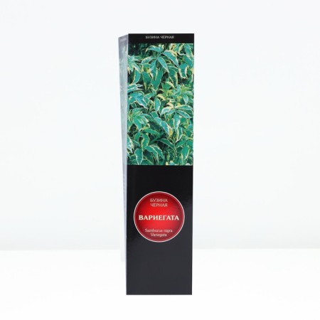Black Black Lux "Varigata", 1 pc, tube, spring 2025
