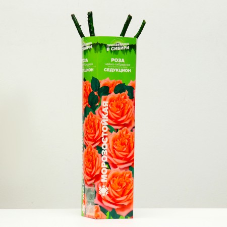Rosa seedling seduction Spring 2024, 1 pc.-1