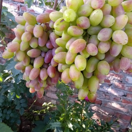 Grapes "Archny" seedling, tube, spring 2025