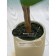 Decorative plant in the cement pot "Ficus", 14 × 14 × 96 cm