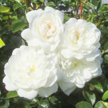 Seedling rosa Snow Ballet, Shrab-Rosa, Pot 2 l., Summer 2024