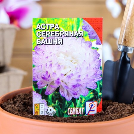 Flowers Astra Pionovid "Silver Tower", 0.2 g