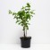 Princess Marika, C2 pot, H10-50 height, 1 pc, summer 2024