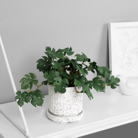 Bonsai in the pot of "Rafidophore Ultra" (soft sheet) 15x7 cm, mix-2