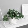 Bonsai in the pot of "Rafidophore Ultra" (soft sheet) 15x7 cm, mix