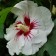 Hibiscus Syrian suite "Red Hart", 1 pc, tube, spring 2025