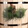Lipes, 12 liters, stainless insert, stainless rim, ropes, "spruce branch"