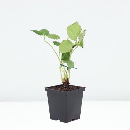 Strawberry Garden Lauretta, P9 Pot, 1 pc, summer 2024-1