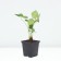 Strawberry Garden Lauretta, P9 Pot, 1 pc, summer 2024