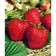 Strawberries Garden Vim Zanta, P9 Pot, 1 pc, summer 2024