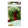 Seeds of Dihondra Flowers "Emerald Waterfall", C/P, 3 pcs