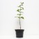 Flox blizzard King, C2 pot, H10-50 Height, 1 pc, summer 2024