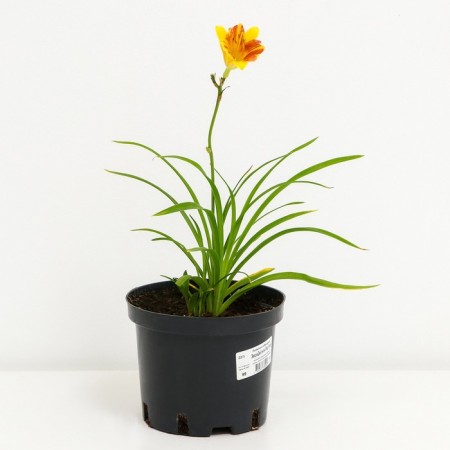 Lilenik hybrid emiyilili Red Ribz, C2 pot, H10-50 height, 1 pc, summer 2024-1