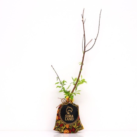 Sahenian cherry gift to St. Petersburg, pot 9*9*14, summer 2024