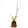 Sahenian cherry gift to St. Petersburg, pot 9*9*14, summer 2024