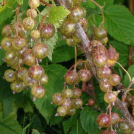 Black currants (green -fruited) "Snow Queen", 1 pc, tube, spring 2025-3