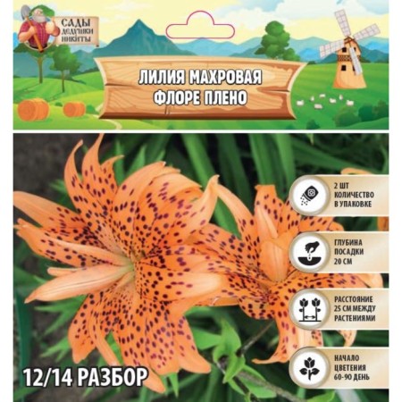 Lilia Terrible "Flore Pleno", rr 12/14, 2 pcs, spring 2024