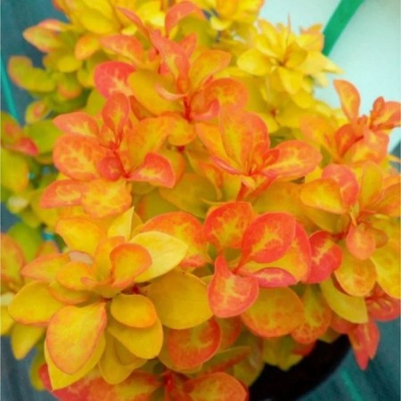 Barberry Tunberg Summer Sanset, pot C2, 1 pc, summer 2024