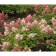 Hydrangea blizzard Magigal Vesuvio, C3 pot, H10-50 height, 1 pc, summer 2024