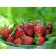 Strawberry Garden Festival, P9 pot, 1 pc, summer 2024