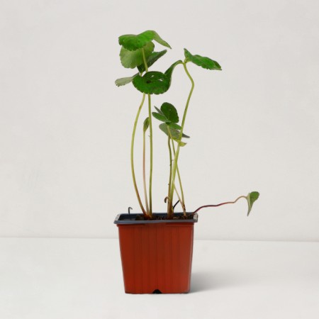 Strawberry-raspberry seedling, P9 pot, summer 2024-1