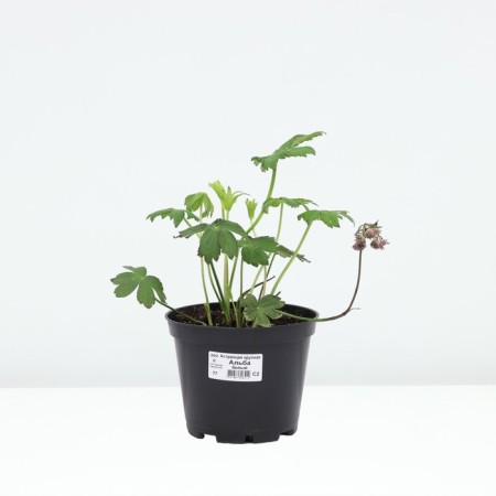 ASTRUTION Big Alba, Pot C2, 1 pc, Summer 2024-2
