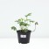 ASTRUTION Big Alba, Pot C2, 1 pc, Summer 2024