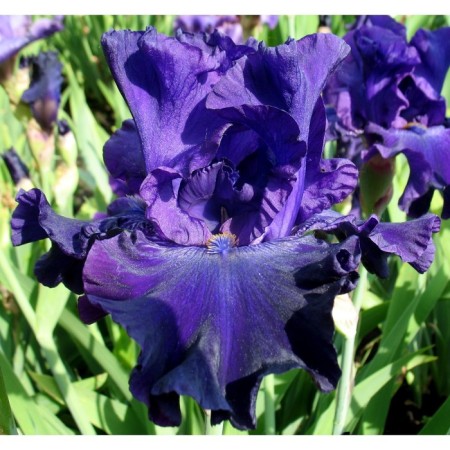 Iris Bearded Knight aul, rr I, 1 pc, spring 2025