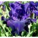 Iris Bearded Knight aul, rr I, 1 pc, spring 2025