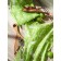 A set of towels of kitchen summer modes, size 45x60 cm, green color