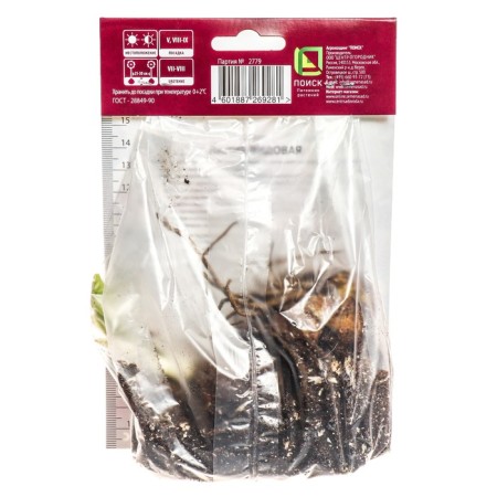 Lilies Vidniy Lady Alice, 14/16 rr, 2 pcs. 120 h (cm), autumn 2024-1