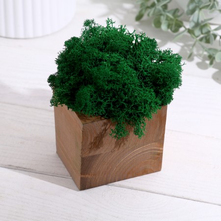 Kashpo Composition with Moss "Briovud", stabilized moss: Forest Green (Green Forest)