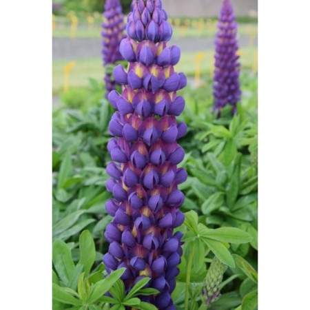 Lupin Multicages Magik Lantern, I Rr., 1 pc, 75 h (cm), autumn 2024