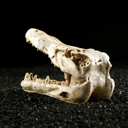 Decor for the Aquarium "Skull Crocodile", 13 x 5.5 x 6 cm-3