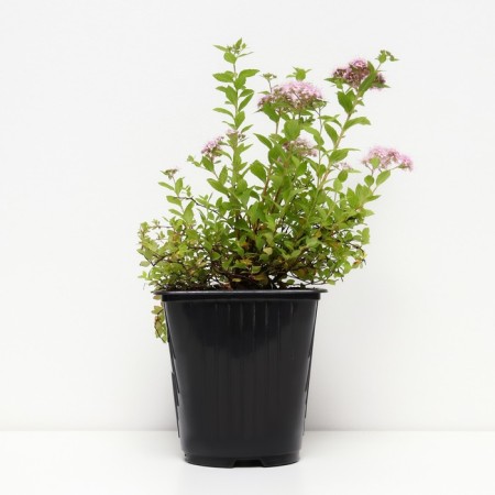Spirea Japanese liter princesses, c2 pot, n10-50 height, 1 pc, summer 2024-1
