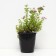 Spirea Japanese liter princesses, c2 pot, n10-50 height, 1 pc, summer 2024