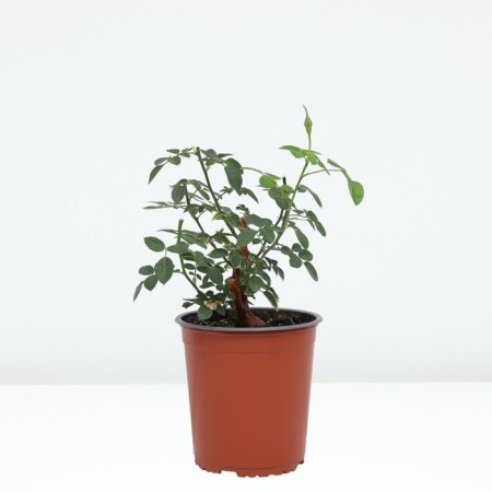 Rose Canadian Parksky railway, C3.5 pot, H25-45 height, 1 pc, summer 2024-1