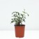 Rose Canadian Parksky railway, C3.5 pot, H25-45 height, 1 pc, summer 2024
