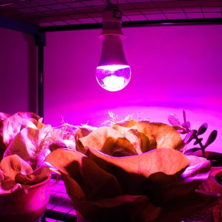 LED phytolamps, for plants, A60, 11 W, 220 °-5