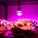LED phytolamps, for plants, A60, 11 W, 220 °