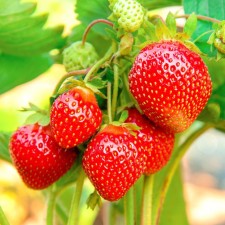 Strawberry Garden Fleur, P9 Pot, 1 pc, summer 2024