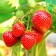 Strawberry Garden Fleur, P9 Pot, 1 pc, summer 2024