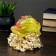 Piggy bank "Toad on money" 14x13x17cm