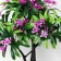 Bonsai in the pot "bright tree" 10x20 cm, mix