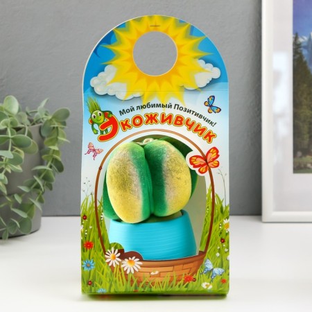 Growing gift Eco -Zhizhivchik "Cactus Astrophytum" ​​MIX-7